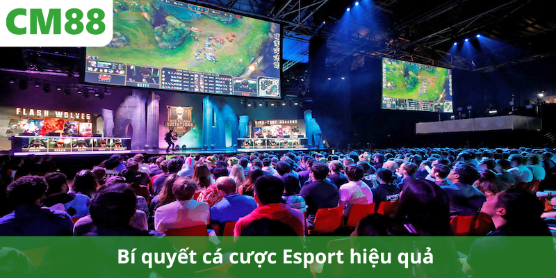 Bí quyết cá cược Esport hiệu quả với quản lý và phân tích thông minh